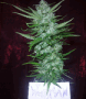 weedman00