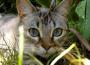 Jungle Flafours
