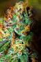 bobiweed