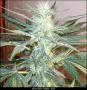 White Widow What Else ?