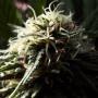 Frostweed