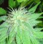 groskunk