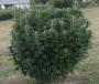 cannawarrel