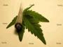 bascoweed
