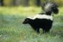 skunkbreeder