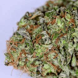 Grand daddy Purple