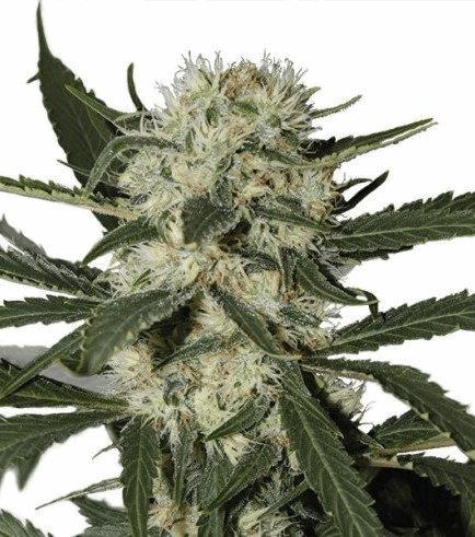 Northern Lights (Zativo)