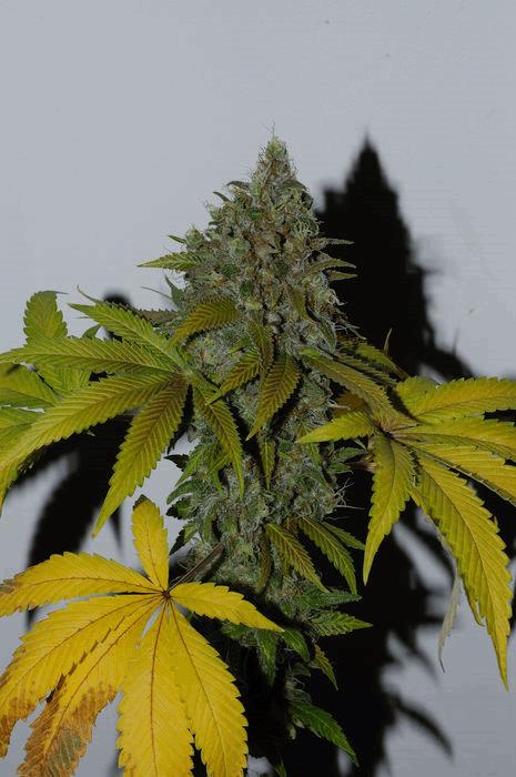 Grapefruit x Blueberry