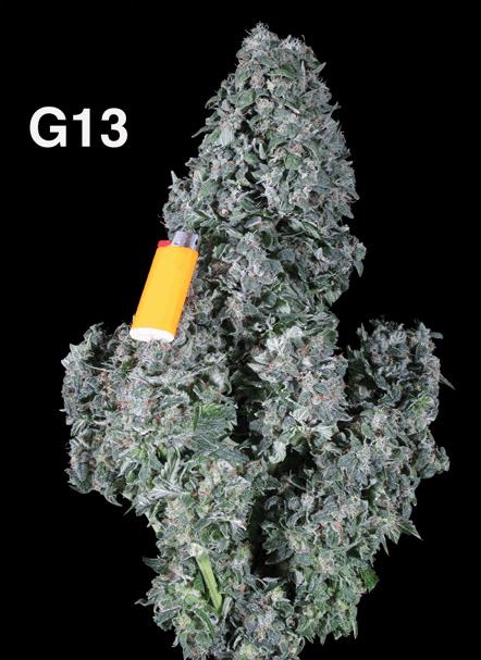G13 (DrG)