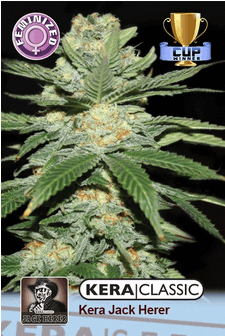 Kera Jack Herer