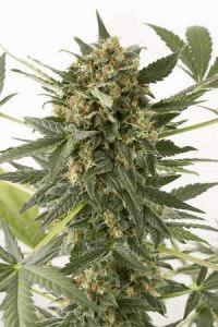 Kush'N'Cheese Auto