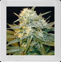 Mamba Negra Auto