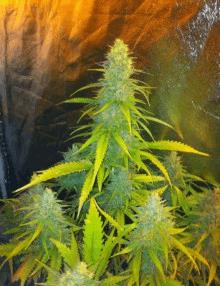 Mexican Haze (cbd s)
