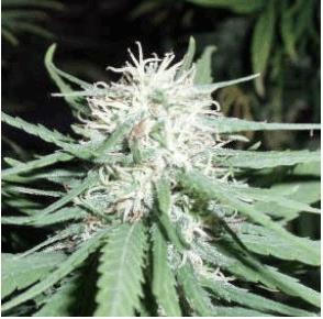 Haze #1(Spliff Seeds)