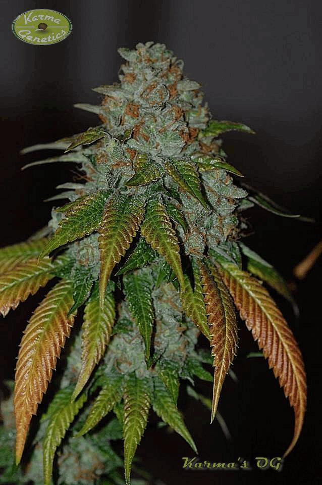 Karma's og