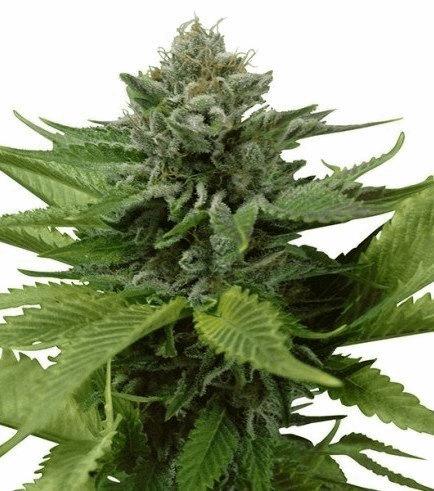 Blue Widow (Zativo)