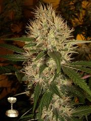 Martian Mean Green