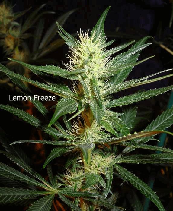 Lemon Freeze