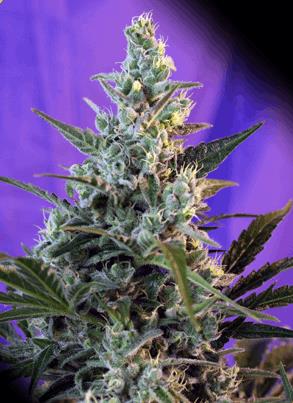 Sweet Skunk