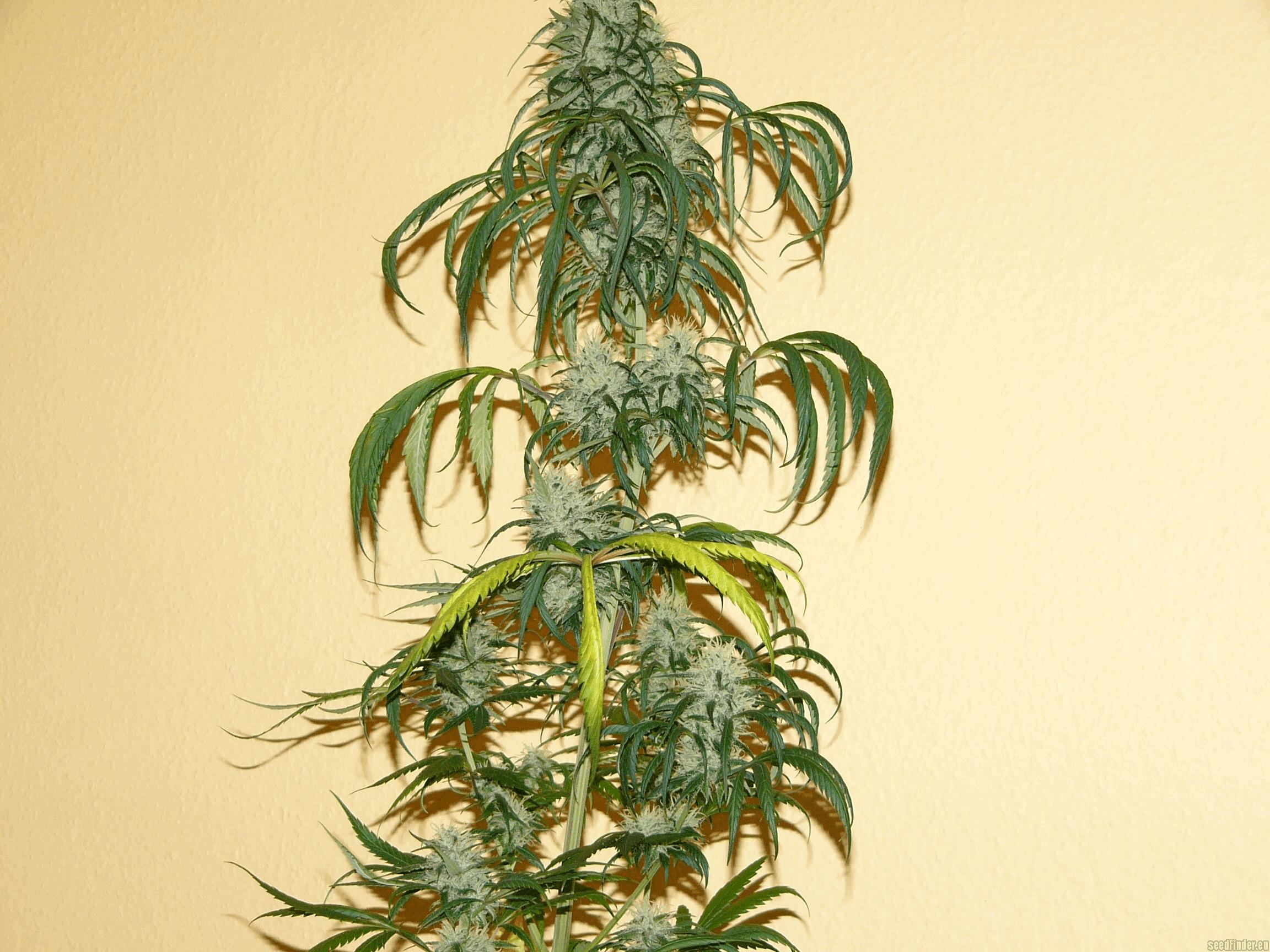 California Orange Bud