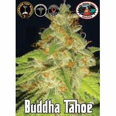 Buddha Tahoe