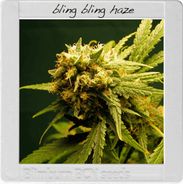 Bling Bling Haze (BBS)