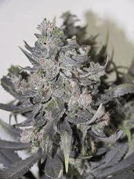 Blue Mystic (Kulu)