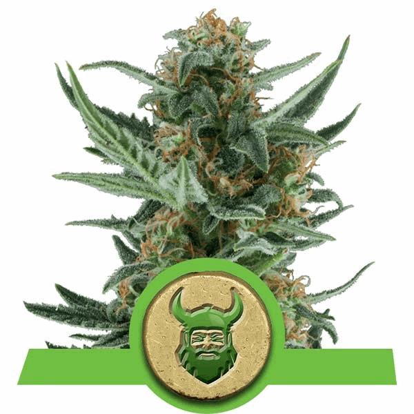 Royal Dwarf Auto (RQS)