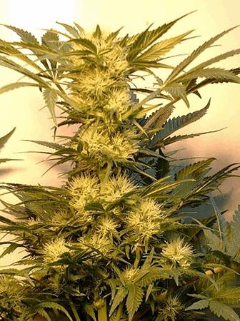 Snow White
