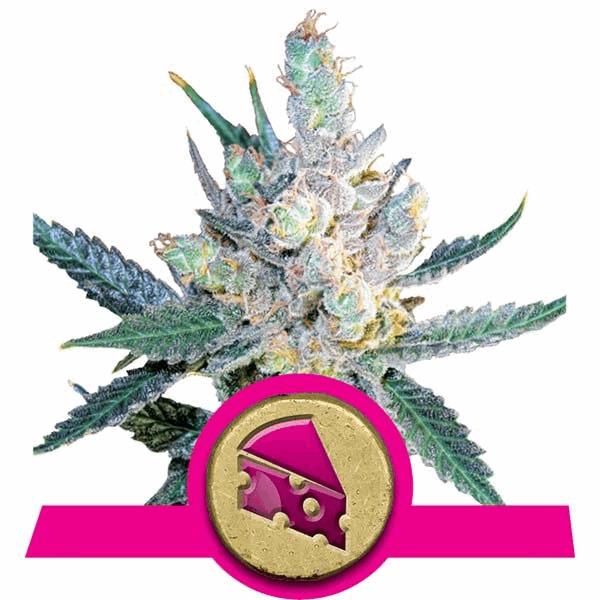 Royal Cheese - Fast Flowering (RQS)