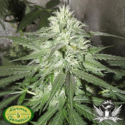 White Tanghaze Outerspace