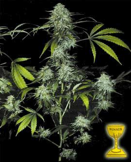 Bubblegum (t.h. seed)