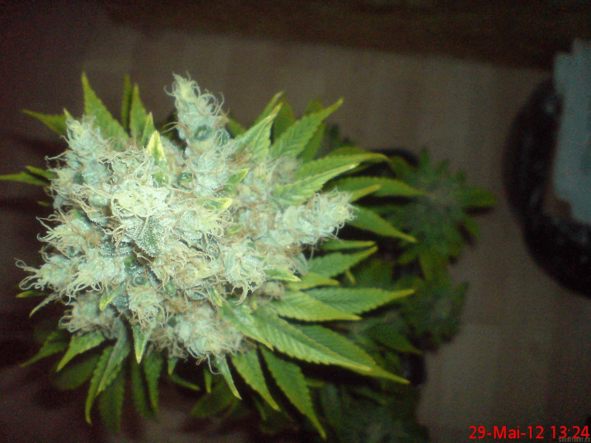 Blue Cheese (BBS)