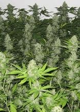 Master Kush (hg)