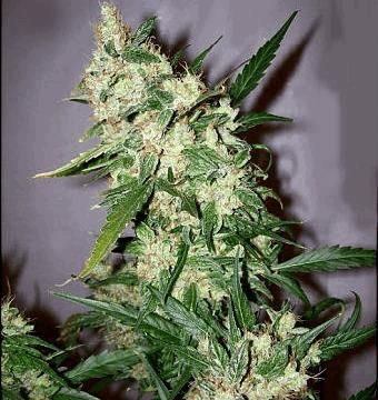 Early Skunk x Afghan Haze