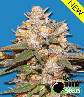 Big Bomb Auto