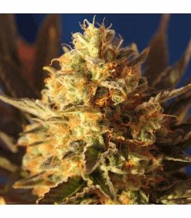 Bling Bling Haze (BCN)