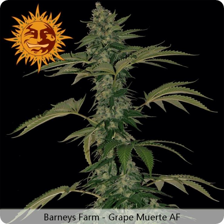 Grape Muerte Auto