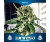 Blue Haze (Zam)