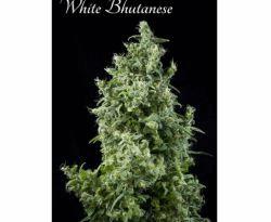 White Butanese