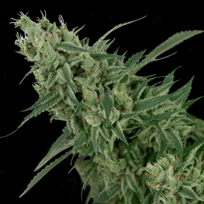 Double Tangie Banana (CFF/DNA)