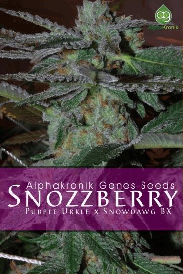 Snozzberry