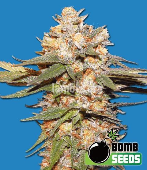 Berry Bomb Auto