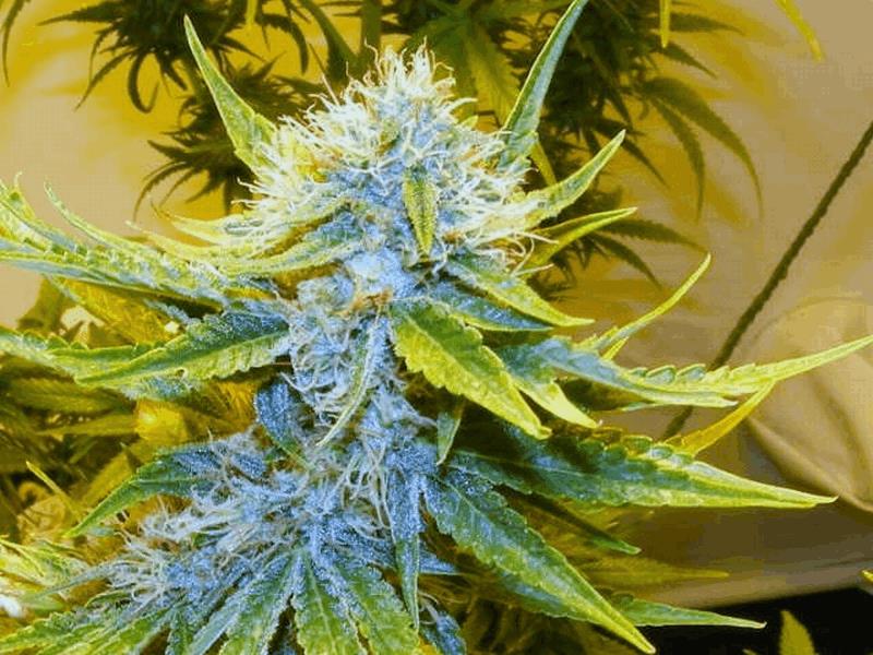 G13 x Haze