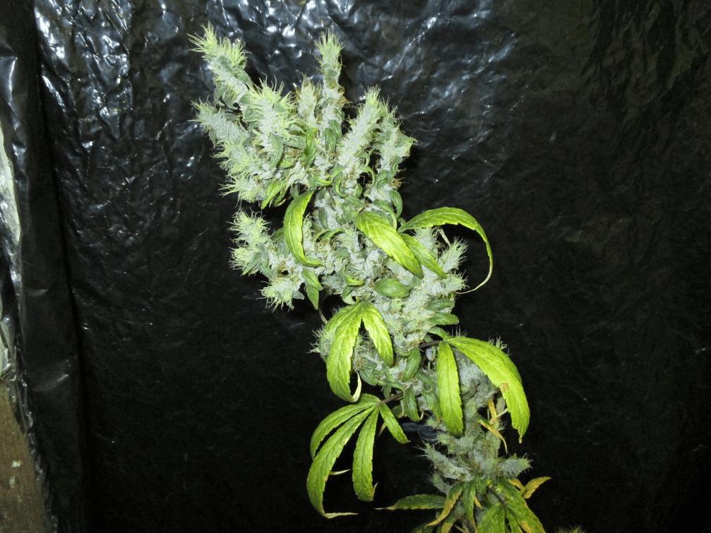 Highland Mexican x Blueberry