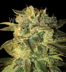 Sugar Mango Ryder