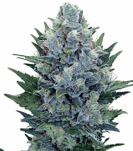 Blue Cheese Autofloraison (Zativo)