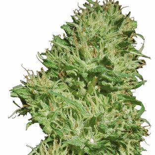 Utopia Haze