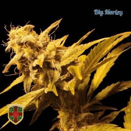 Big Marley