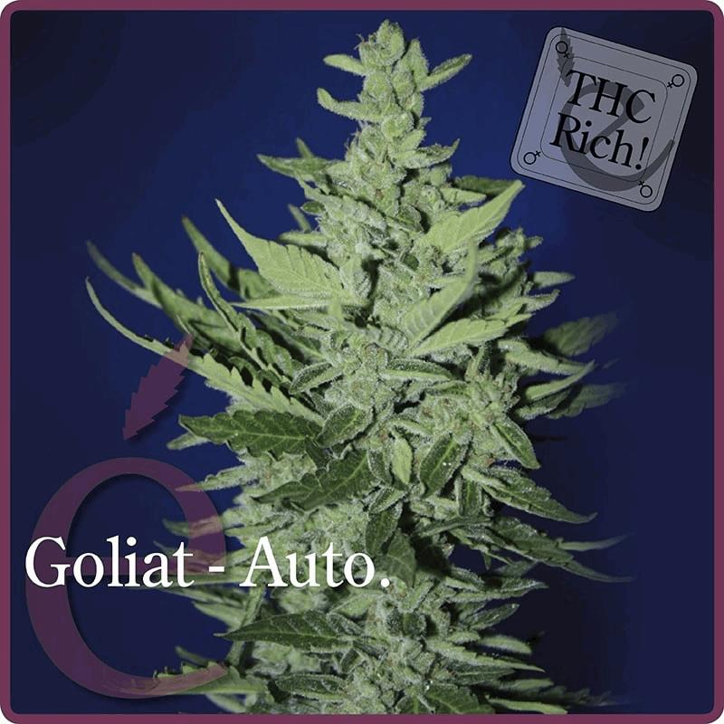 Goliat - Autofleurissant